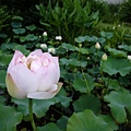 DSCF1795.JPG