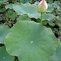 DSCF1796.JPG