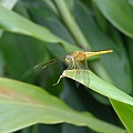 DSCF1816.JPG