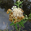 DSCF1821.JPG