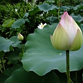 DSCF1825.JPG