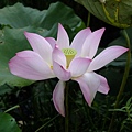 DSCF1827.JPG