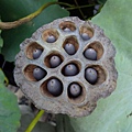 DSCF1837.JPG