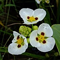 DSCF1855.JPG