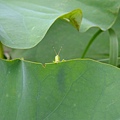 DSCF1879.JPG