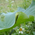 DSCF1884.JPG