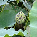 DSCF1899.JPG