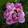DSCF1902.JPG