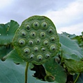 DSCF1908.JPG