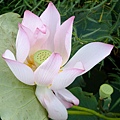 DSCF1932.JPG