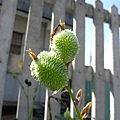 DSCF2915.JPG