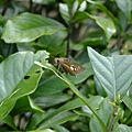 DSCF3502.JPG