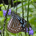 DSCF3506.JPG