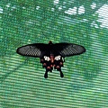 DSCF3636.JPG
