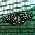 DSCF3640.JPG