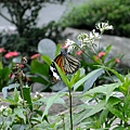 DSCF3648.JPG