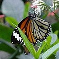 DSCF3650.JPG