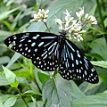 DSCF3651.JPG