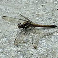 DSCF3657.JPG