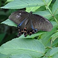 DSCF3663.JPG