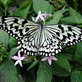 DSCF3671.JPG