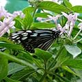 DSCF3673.JPG