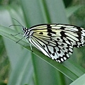 DSCF3677.JPG