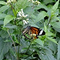 DSCF3691.JPG