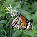 DSCF3700.JPG