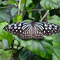 DSCF3703.JPG