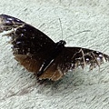 DSCF3706.JPG