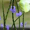 DSCF4076.JPG
