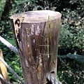 4a10ddf4d7db6.jpg