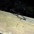 4a10de5f2537a.jpg