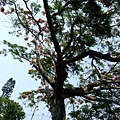 4a2cbd0dbc17b.jpg