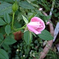 4a2cc2df65279.jpg