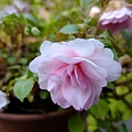 4a2cc2f66914e.jpg