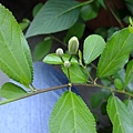 4a2cc366673e7.jpg
