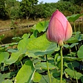 4a2cc378a0b4f.jpg