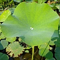 4a2cc387744bd.jpg