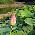 4a2cc390834dc.jpg
