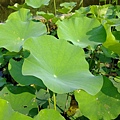 4a2cc3942fd0a.jpg