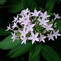 4a2cc60ab4f33.jpg