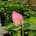 4a2cc6a4237a5.jpg