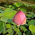 4a2cc6c87c9bc.jpg
