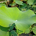 4a2cc6cda6157.jpg