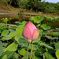 4a2cc69a2079e.jpg