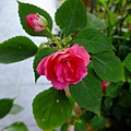 4a2cc62370e4c.jpg