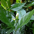 4a2cc68429863.jpg
