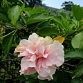 4a2cd52b5d89c.jpg